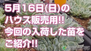 【多肉植物】5月16日(日)のハウス販売用!!今回の入荷した苗をご紹介!!【succulent】トロピカルガーデン