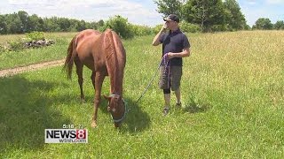 How equine therapy can benefit veterans with PTSD