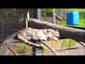 親離れまで、この光景を楽しみたい（旭山動物園　ユキヒョウのジーマとユーリ）~ i want to enjoy this scene until my parents are separated ~