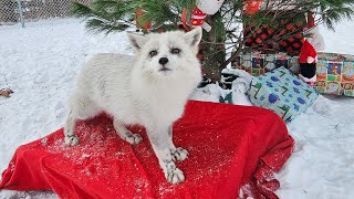 Waverly and Kipper are reunited for Christmas. Kipper is intimated by Forest