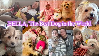 A Tribute Video to Bella, The Best Dog in the World! 🐶💜