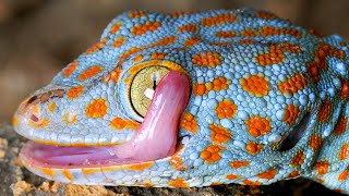 Tắc kè kêu - Con tắc kè - Tiếng tắc kè kêu - Tắc kè - Sound of Tokay Gecko