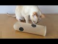 How to Make a Puzzle Tube Toy for your Cat