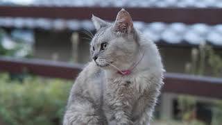 猫ひー　～真夏の尾道に生きる猫ちゃんたち～寺の猫、坂の猫、公園の猫、夜の猫