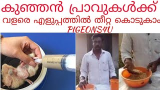 പ്രാവുകൾക്ക് വളരെ എളുപ്പത്തിൽ തീറ്റ കൊടുകാം -Pigeon Hand feeding tips