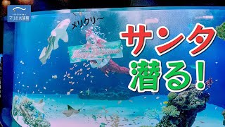 【期間限定】マリホ水族館にサンタダイバー登場！　/　マリーナホップ