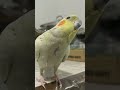 Cookie the cutest❤️🥰 #cockatielbird #cute #funny #cookie #viralvideo #viralshort