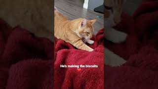 Cat making Biscuits ❤️