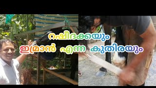 റഷീദാകൻ്റെ പ്രിയപ്പെട്ട ഇമ്രാൻ എന്ന കുതിര/horse lover /#horse ,#horselover #horses