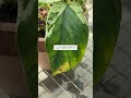 🍀夏に注意するべき　観葉植物の育て方🍀【☘life with houseplant】7 18 shorts