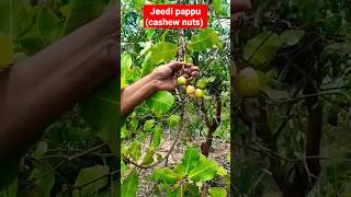 జీడి పప్పు తోటలు(cashew nuts) #jeedipappu #cashewnuts