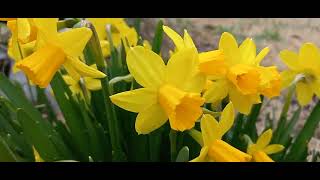 Early Spring Park And Greenhouse Tour of What's Flowering