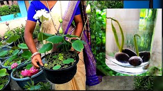 পদ্মের বীজ থেকে চারা তৈরী। Lotus Plant Grow From Seed. Full Information \u0026 Guide.