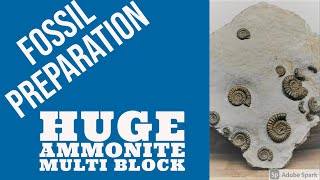 Fossil preparation time lapse huge ammonite block !