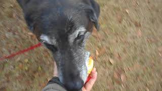 保健所から迎えた犬　受け取り拒否