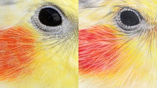 How To Draw Realistic Bird Feathers | Step-by-Step Color Pencil Tutorial (Full Length)