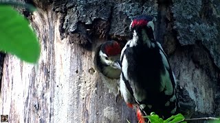 Дятел кормит любопытного птенца / Woodpecker feeds a curious baby bird #дятел #woodpecker #babybird