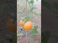 tomatto shorts തക്കാളി വീട്ടുമുറ്റത്തെ തക്കാളി കൃഷി