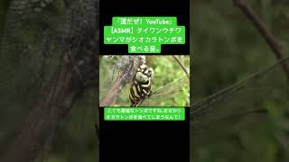 【ASMR】タイワンウチワヤンマがシオカラトンボを食べる音。 #sdgs #クワガタ #虫の音 #昆虫 #カブトムシ #love #insects #虫食べる #stagbeetle #dragon