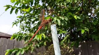 Wandering glider