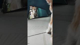 എന്തിനാ ഇത്രയും സൗന്ദര്യം😻😻Cute cats #funny video#