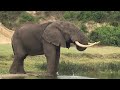 magestic wild tusker