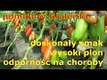 pomidory Giulietta doskonały smak wysoki plon odporność na choroby