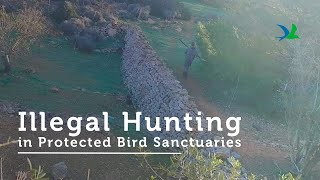 Illegal Hunting in Buskett \u0026 Comino