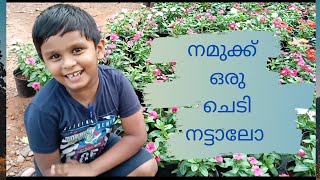 Repoting a plant /നഴ്സറിയിൽ  നിന്നും വാങ്ങിയ ചെടി മാറ്റി നടുന്ന രീതി/ MINEES repotting plant