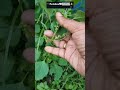 குப்பைமேனி acalypha indica குப்பைமேனி perinbam sofiarachel மூலிகை herb