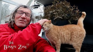 Pruning My 50 Year Old Thuja Bonsai, Part 2, The Bonsai Zone, Dec 2024