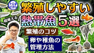 【超増える】繁殖しやすい熱帯魚5選！卵や稚魚の管理方法も解説します