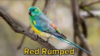 Red Rumped Parrot Singing | Red Rumped Cantando