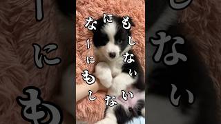 【なにもしない歌】飼い主が全てやらせていただきます🙇🏻‍♀️ #shorts #shortvideo #bordercollie #dog