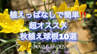 【ガーデニングVlog 】そろそろ予約販売の季節です🌸植えっぱなしで簡単‼️春の庭を素敵にする♪超オススメ秋植え球根10選｜10 selections of autumn-planted bulbs