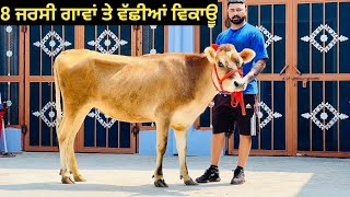 8 ਜਰਸੀ ਗਾਵਾਂ ਤੇ ਵੱਛੀਆਂ ਵਿਕਾਊ ਰੇਟ 12,000 ਤੋਂ ਸ਼ੁਰੂ !! 8 Jersey cow's nd heifer's for sale||