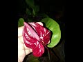 Anthurium flowers #beautiful #colours