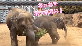 ママと一緒に食べたかったのに近付いたら蹴られたぞー🌿🐘　5月28日 上野動物園