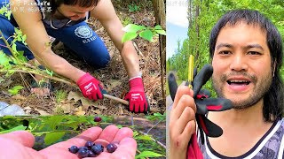 American wild blueberries