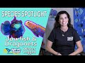 How to Keep Dragonets and Jawfish: Species Spotlight with Hilary