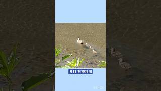 カルガモ名場面集② 2023年8月  Spot-billed duck famous scenes collection②　August/2023　#石神井川 #duck #鴨