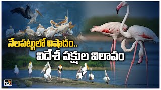 నేలపట్టులో విషాదం.. విదేశీ పక్షుల విలాపం | Nelapattu Bird Sanctuary | SPECIAL CORRESPONDENT | 10TV