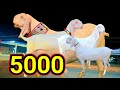 goat farm Bakra farm ki latest 2024 Gulabi Bakre bakriya اتوار بازار white bacchon ki video