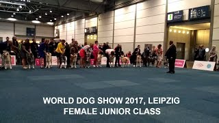 WORLD DOG SHOW 2017 | FEMALE JUNIOR #AKITA CLASS #WDS | GERMANY, LEIPZIG | #WDS2017