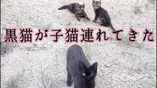 野良猫の黒猫が子猫を連れてきました