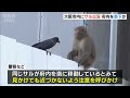 『カラスと見つめ合うサル』住宅街に出没…大阪府内を南へ「見かけても近づかないで」（2023年3月15日）