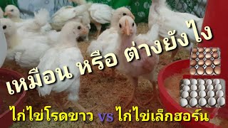 ไก่ไข่เล็กฮอร์น กับ ไก่ไข่โรดขาว ลูกไก่ อายุ 1 เดือน เป็นไก่ไข่ขนขาว ให้ไข่ไวและดก   by คำเงินฟาร์ม