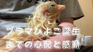 ブラマひよこ誕生までの心配と感動