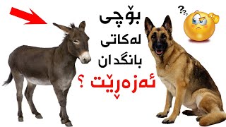 بۆچی لەکاتی بانگدان سەگ دەوەڕێت و گوێ درێژ دەزەڕێت؟!