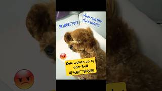 Kele is sleeping/可乐在睡觉#dog#puppy#狗狗